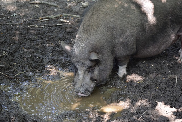 重要因素 重要因素